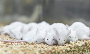 Искусственный интеллект помогает классифицировать фазы сна лабораторных мышей